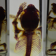 Illustration for article titled This Chemical Transforms Lab Animals Into Transparent Works Of Art